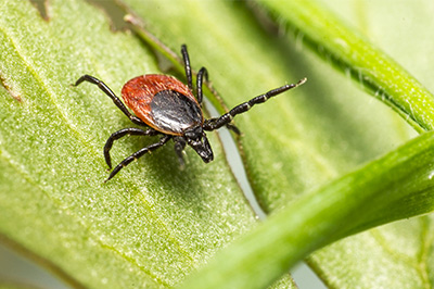 Parasiten beim Hund und ihre Auswirkungen