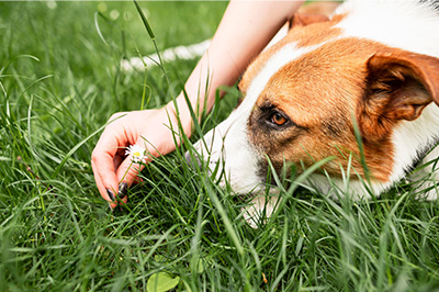 Hund im Gras - Hier lauert die Gefahr