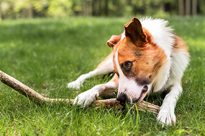 Hund im Gras - Hier lauert die Gefahr